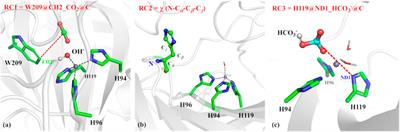 Conformational Change of H64 and Substrate Transportation: Insight Into a Full Picture of Enzymatic Hydration of CO2 by Carbonic Anhydrase